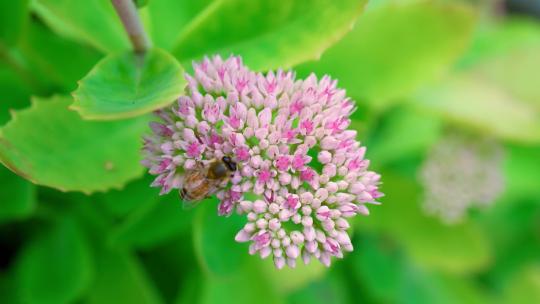 蜜蜂在粉色花朵上采蜜