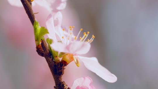 花朵花蕊大特写