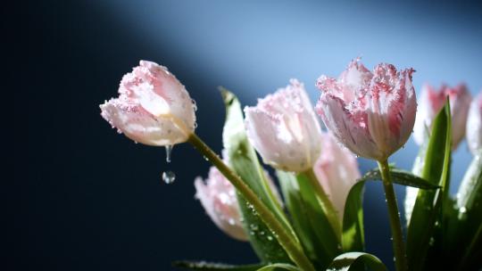 雨中的重瓣郁金香花朵，水滴从花瓣滴落视频