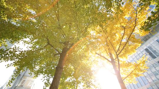 秋天银杏树下金色的阳光镜头进光