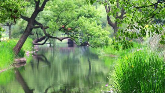 生态景观湿地唯美环境休闲绿地