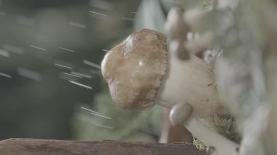 下雨中的蘑菇微距特写/log可调色