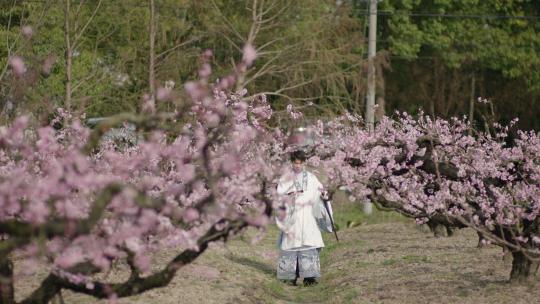 桃花春天情侣古镇古装汉服