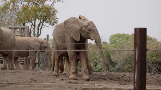 大象 非洲象 亚洲象视频素材模板下载