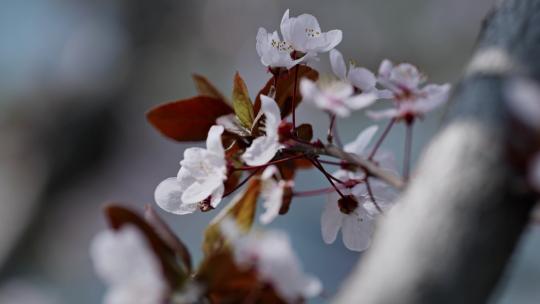 李子花开 山桃花