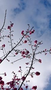 春天盛开的樱花实拍视频