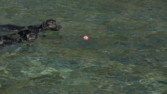 两只狗在水中玩耍