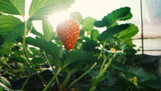 草莓种植视频素材模板下载