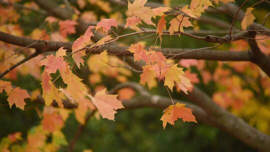 秋天风吹过树叶