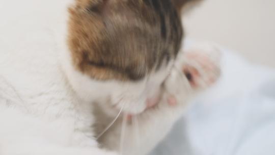 可爱猫咪舔毛洗脸