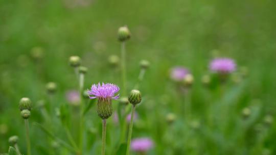 4K野花中草药素材——刺儿菜