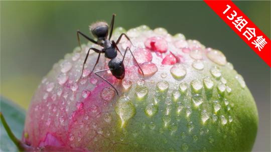 微观秘境：芍药花瓣与花苞上的蚂蚁世界