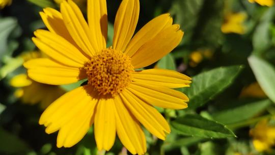 0089日光菊黄色雏菊花瓣在阳光下自然植物