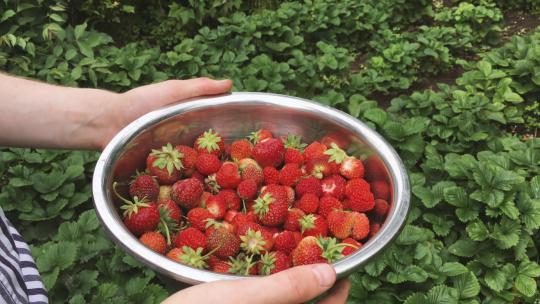 采摘草莓草莓园