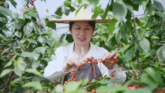 中年女性农民在果园采摘小樱桃