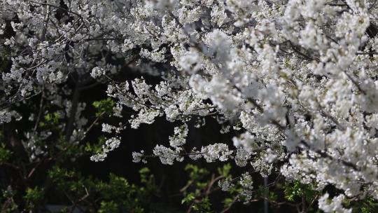 济南五龙潭，春季樱花植物盛开洁白如雪