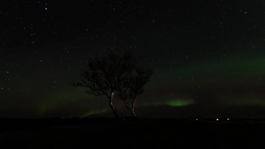 在冰岛拍摄的令人惊叹的北极光的延时摄影，前景中有一棵美丽的独奏树。镜头