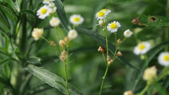 小白花和昆虫实拍镜头