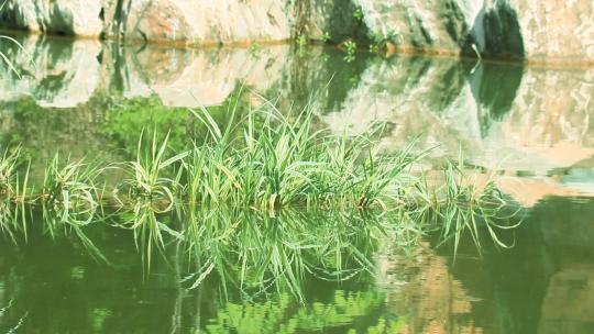 翠绿水面 碧绿水面 水草倒影 嫩绿水面 折射