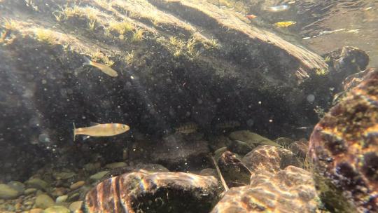 一群小鱼在清澈的溪流中游来游去