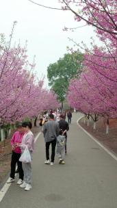 湖南省常宁市百万樱花园1080竖版航拍风光