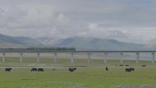 西藏绿皮火车湿地牧场牦牛