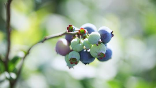 蓝莓树特写蓝莓