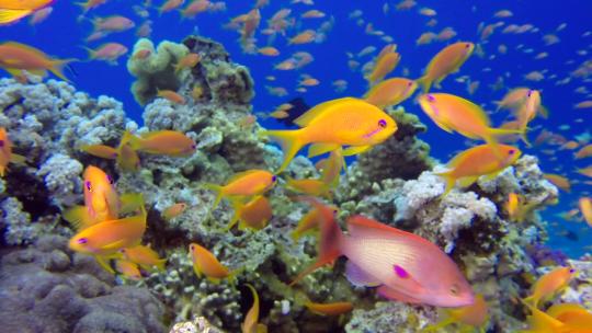 美丽的水下彩色鱼视频素材模板下载
