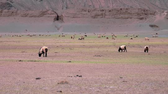 青藏高原干旱河谷地带放牧