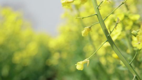 春天油菜花蜜蜂