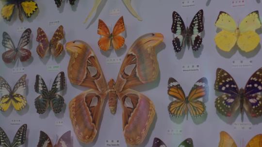 蝴蝶标本标本展览视频素材模板下载