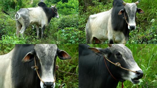 畜牧业养牛老牛高清在线视频素材下载
