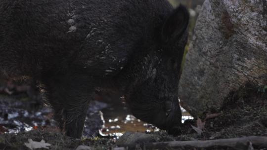 野猪在泥土中觅食反对岩石特写slomo背光视频素材模板下载