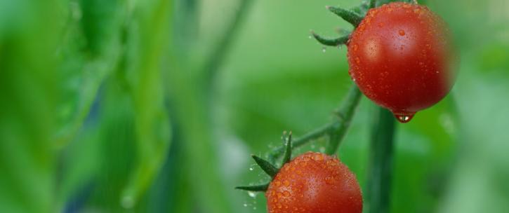 西红柿 大辣椒 蔬菜大棚菜园雨水
