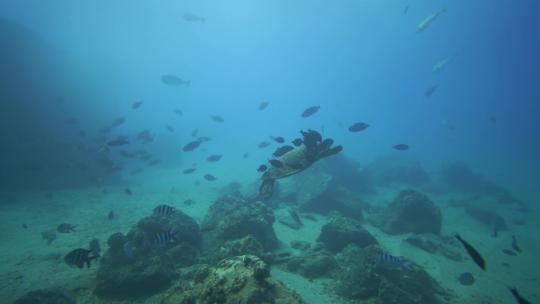 海底 珊瑚  软珊瑚   海洋生物 珊瑚礁