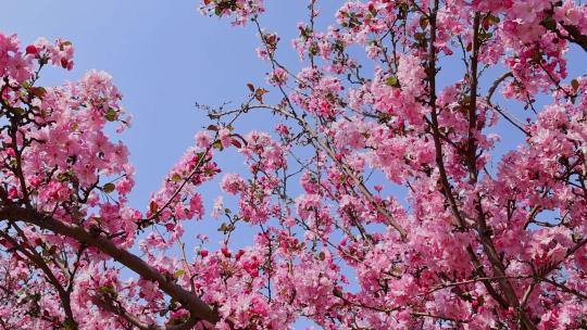 春天盛开的海棠花视频素材模板下载