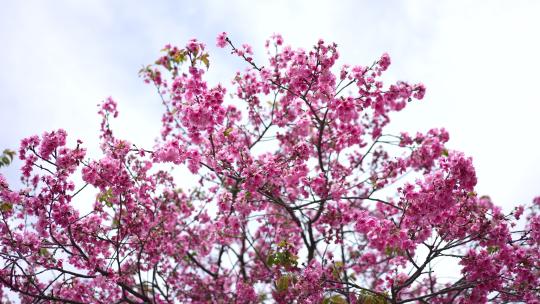 樱花樱桃春樱开花