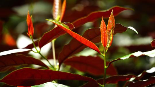 观叶植物红背桂花C