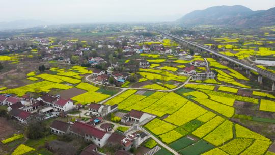 春天油菜花盛开  油菜花农田