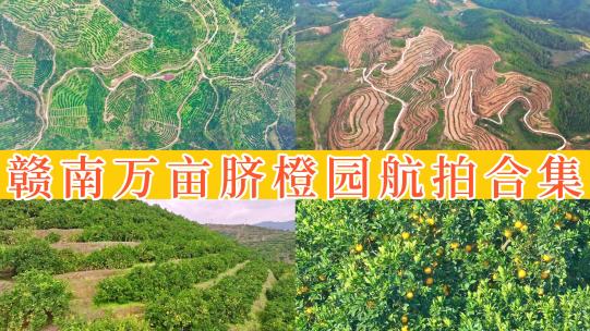 赣南万亩脐橙园航拍高清在线视频素材下载