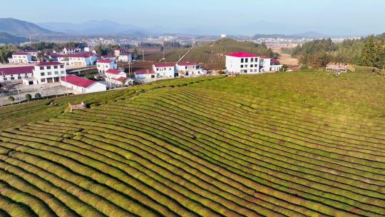 航拍江西景德镇寒溪村茶园乡村风光