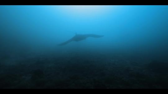 蝠鲼魔鬼鱼海鱼海底美景印尼四王岛