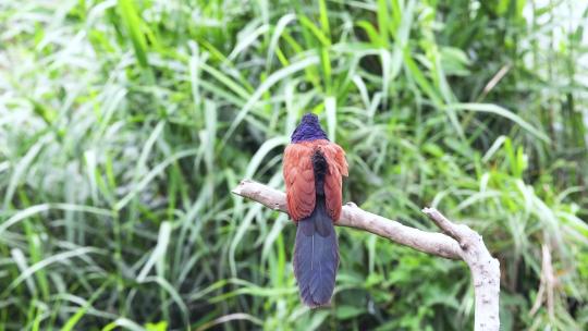 褐翅鸦鹃、大毛鸡