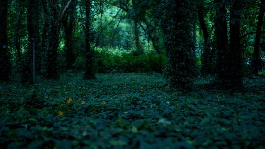 【4K】广州华南植物园萤火虫延时