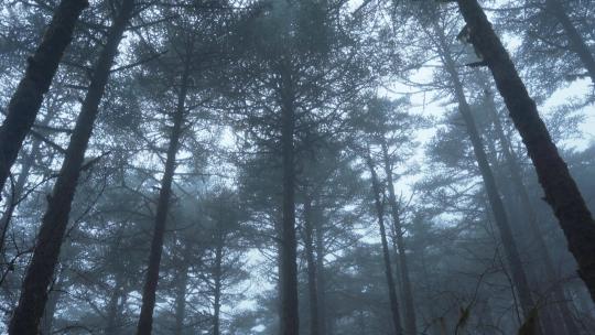 雨中迷雾森林