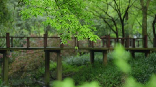 春天杭州花港观鱼阴雨天小桥绿色自然