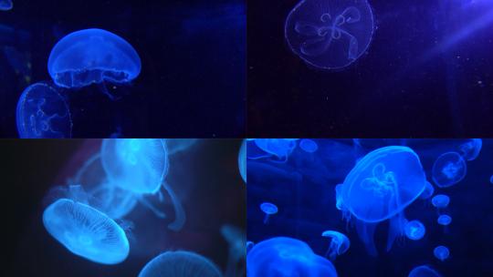【合集】海洋海底世界水母游动漂浮