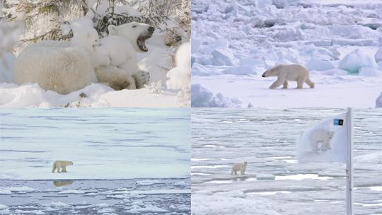 【合集】北极熊 北极熊幼崽 北极 冰川视频素材模板下载