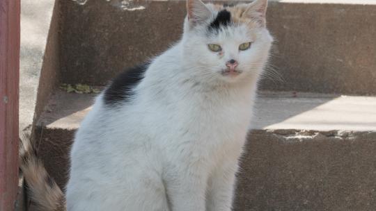 可爱猫咪4K实拍镜头