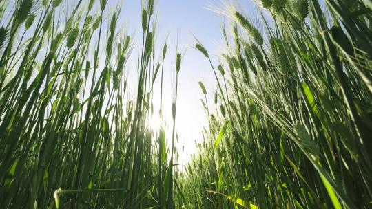 4K仰拍阳光透过绿油油的小麦麦穗